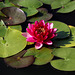 Water lily, Biltmore