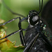 Papilio bianor thrasymedes