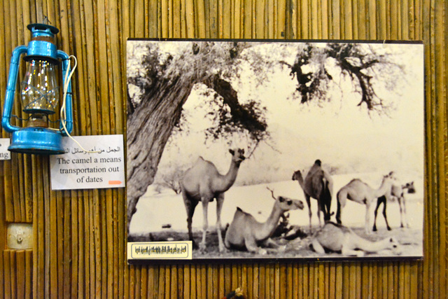 Fujairah 2013 – Fujairah Museum – The camel a means transportation out of dates