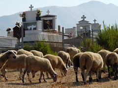 Mesopotami- Sheep Grazing near the Cemetery