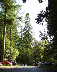 gbw - tall trees
