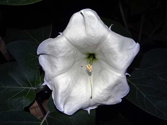 A beautiful Moonflower with its attendant beetle