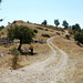 Antigonea- The Track to the Archaeological Remains