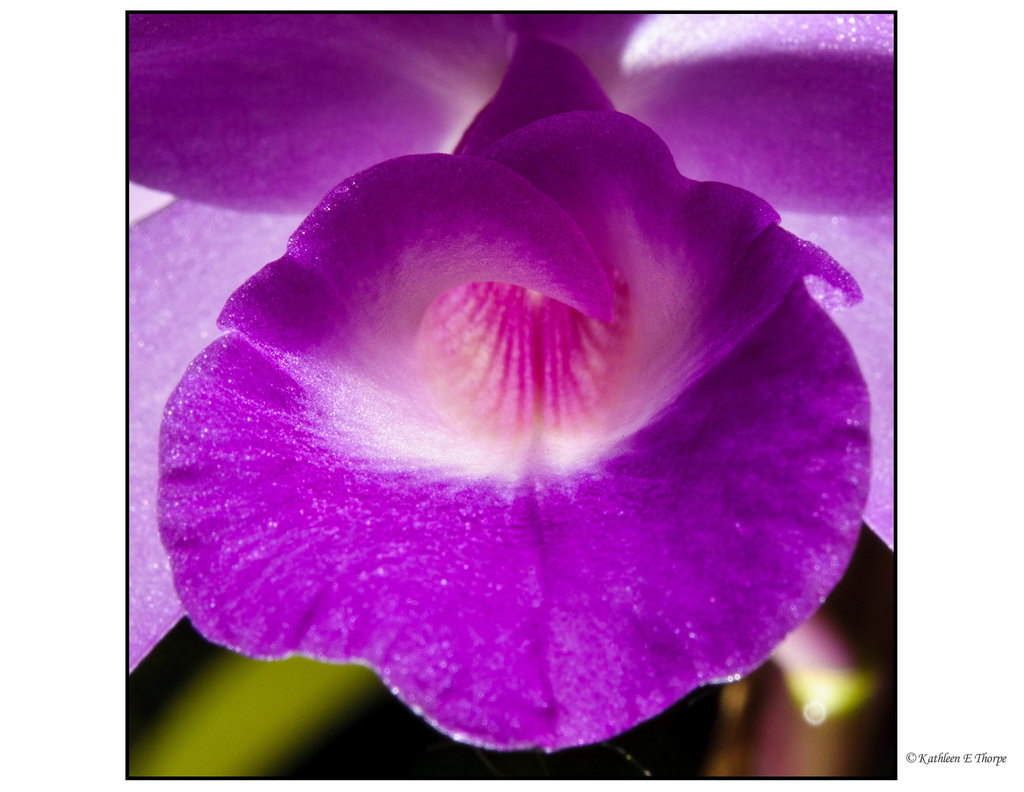Orchid with Backlighting