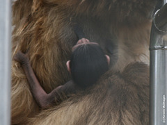 3 Tage altes Gibbonbaby