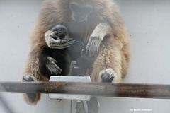 Gibbonmama mit zwei Säuglingen (Wilhelma)