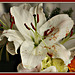 bouquet IMG 1027000