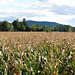 Corn in the Valley