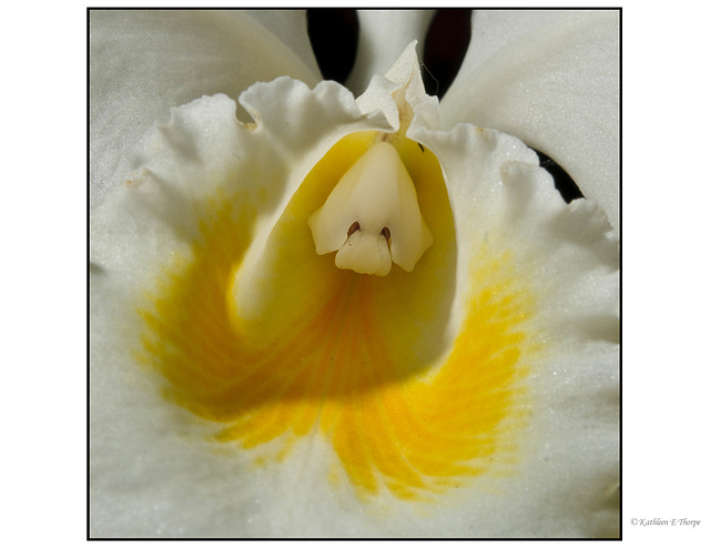 White Orchid 3