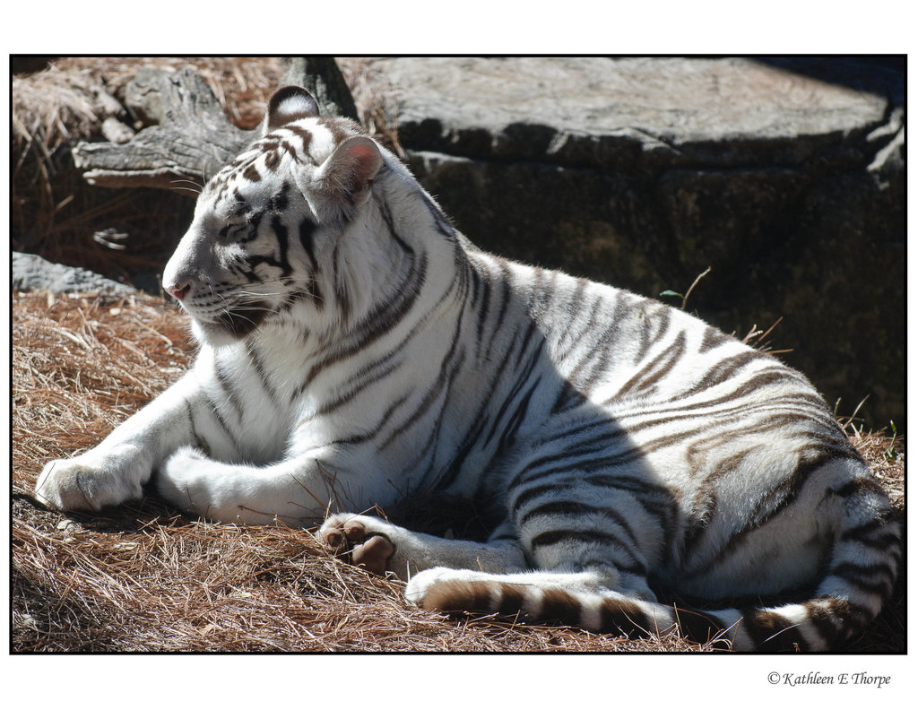 White Tiger Relaxing 002