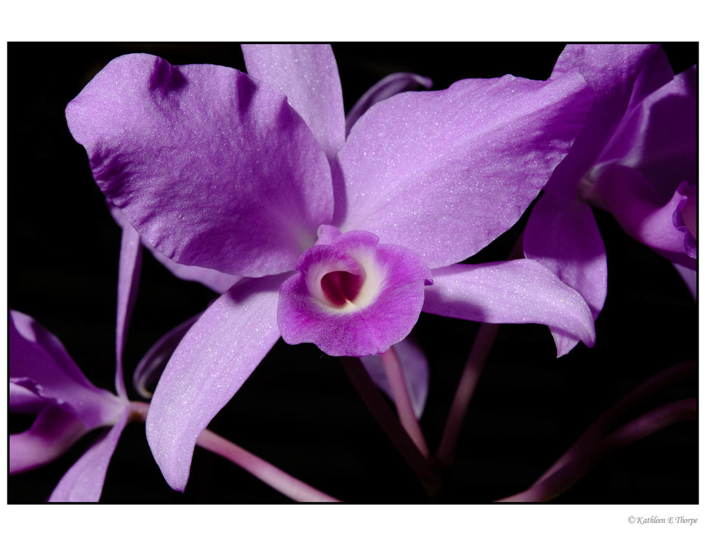 Orchid 5