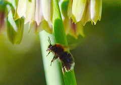Bees and Allium Bells!