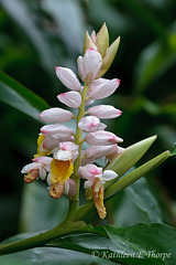 Tropical Orchid - Explore November 28, 2011 #457