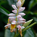 Tropical Orchid - Explore November 28, 2011 #457