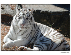 White Tiger Relaxing 003