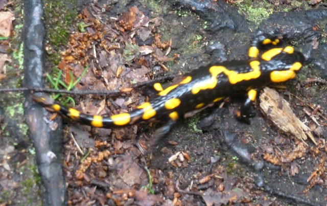 Feuersalamander - makulita salamandro