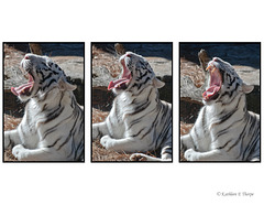 White Tiger Begining Yawn Triptych