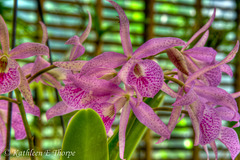 Orchid HDR