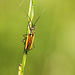 Hansome Meadow Plant Bug
