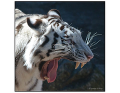 White Tiger Profile Yawn