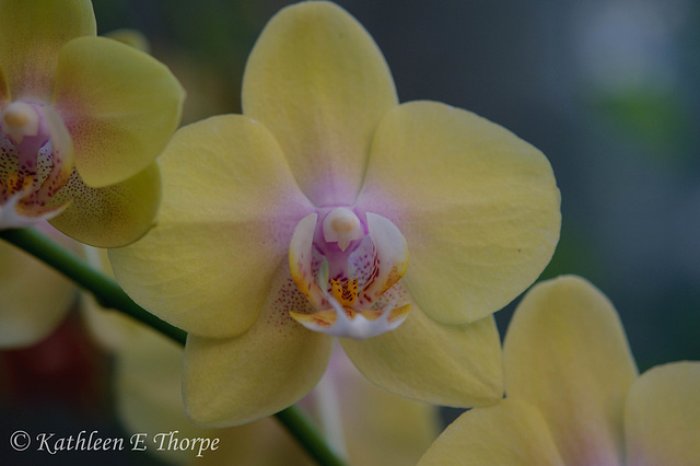 Orchid Pastel
