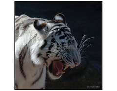 White Tiger Sneeze