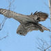 chouette lapone/grey owl