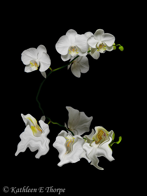 Phalaenopsis White Reflection on Black 41712