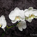 Phalaenopsis White Mottled Background 41712  Explore May 11, 2012 #498