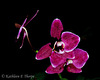 Phalaenopsis Orchid 052213-001