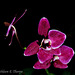 Phalaenopsis Orchid 052213-001