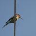 Bird on a Wire (Bee-eater?)