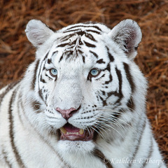 White Bengal Tigress