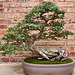 Bonsai Chinese Elm – Phipps Conservatory, Pittsburgh, Pennsylvania