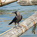Crow Looking Over his Shoulder