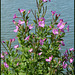 willowherb by the Thames