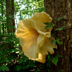 Huge flower-like tree fungus #1