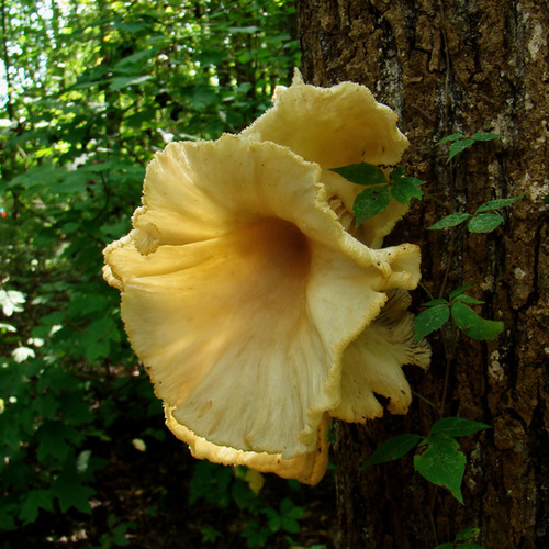 Huge Flower-like Tree Fungus #3