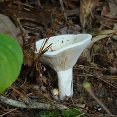 White cupped mushroom