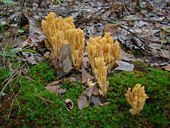 Fungus