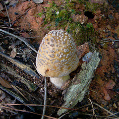 Tan speckled mushroom