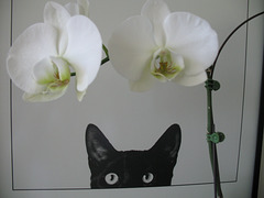 Orchid and Poster
