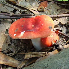 Red mushrooms 2