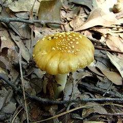 Brownish yellow mushroom 1