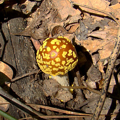 Yellow spotted brown mushroom 1