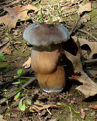 Fat mushroom