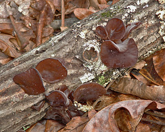 Brown fungus on a log