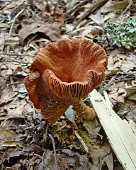 Reddish brown mushroom
