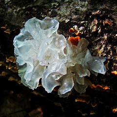 Translucent fungus