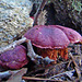 Dark red mushroom